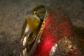   Blenny Coke  